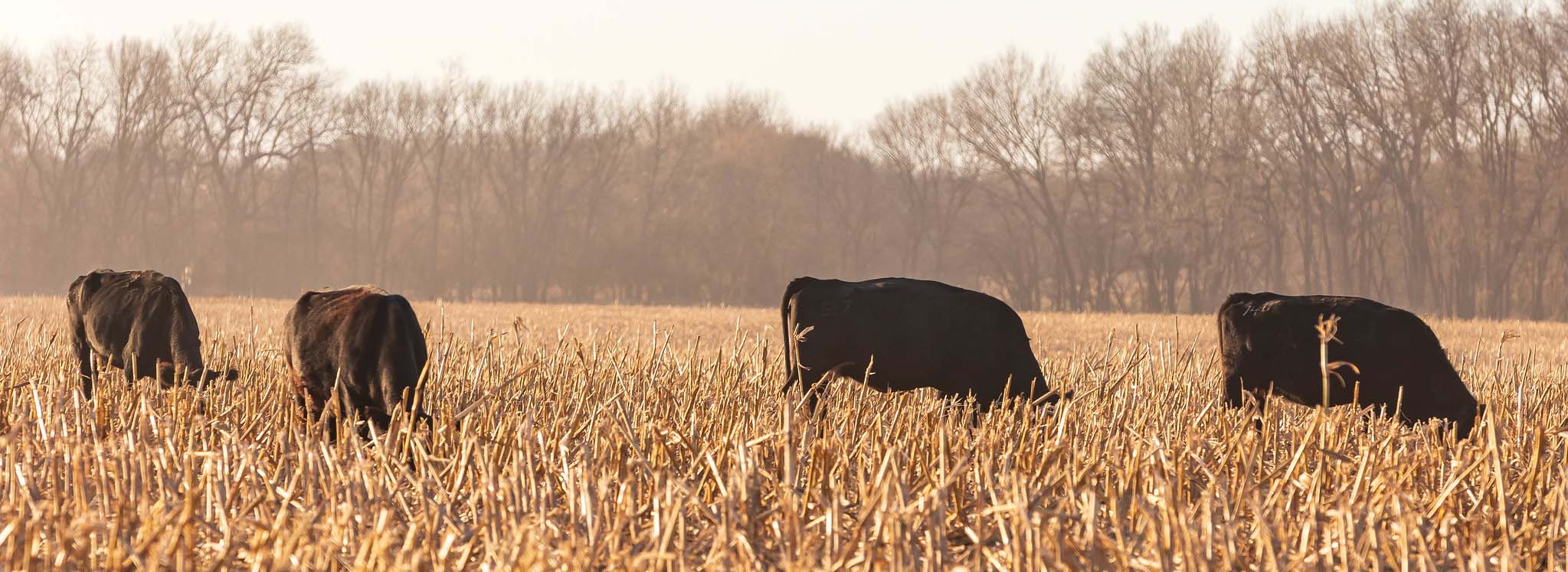 cows grazing crop stubble cows grazing crop stubble
