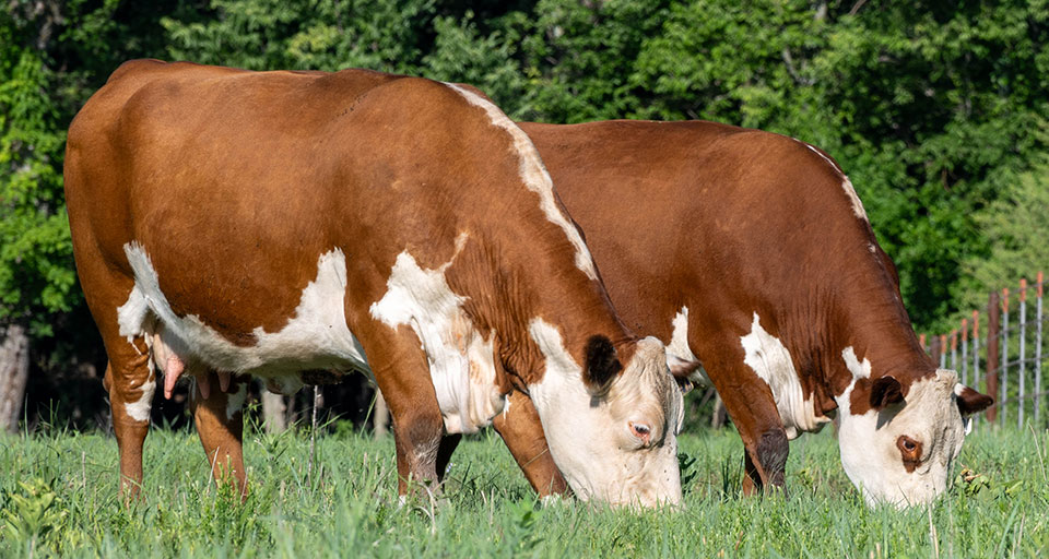 two brown Hereford cows grazing on lush green grass