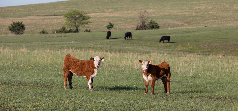 two brown hereford cows on green pasture two brown hereford cows on green pasture