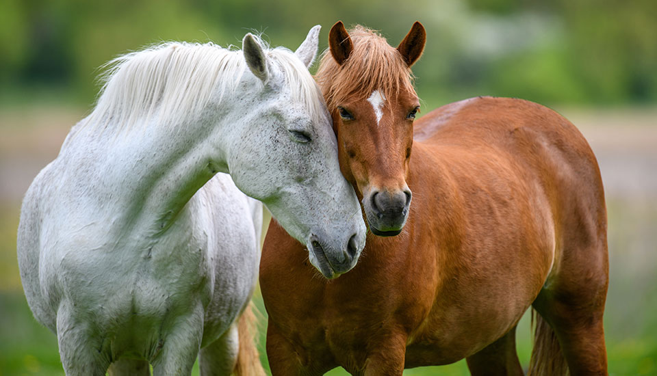 white horse nuzzling its nose against the head of a brown horse white horse nuzzling its nose against the head of a brown horse