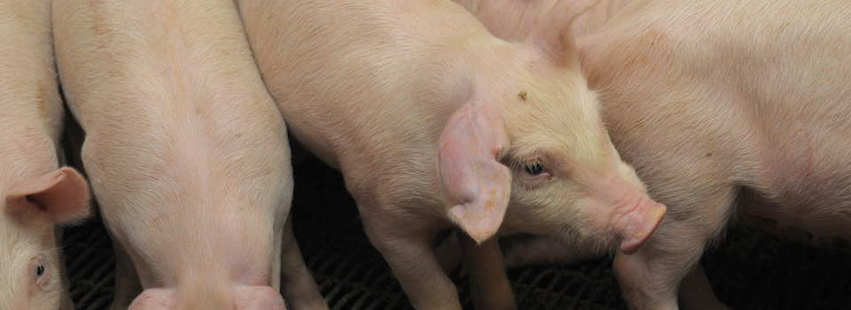 A pen of nursery pigs. A pen of nursery pigs.