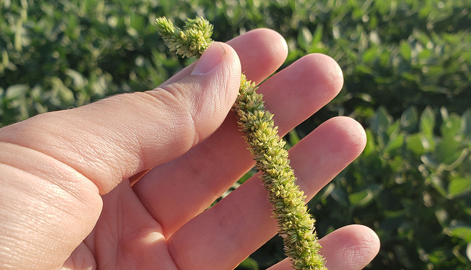 Closeup, Palmer amaranth weed in hand, with blurred green farm field in the background