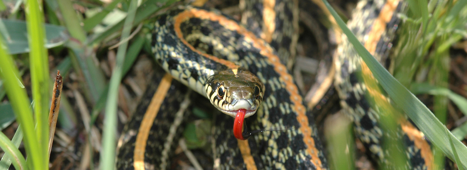A western plains garter snake. A western plains garter snake.