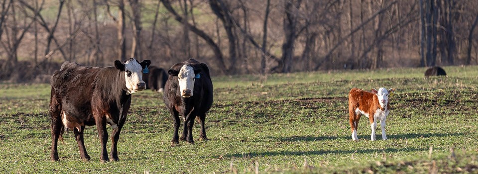Spring commercial herd, two black adults and one brown calf Spring commercial herd, two black adults and one brown calf