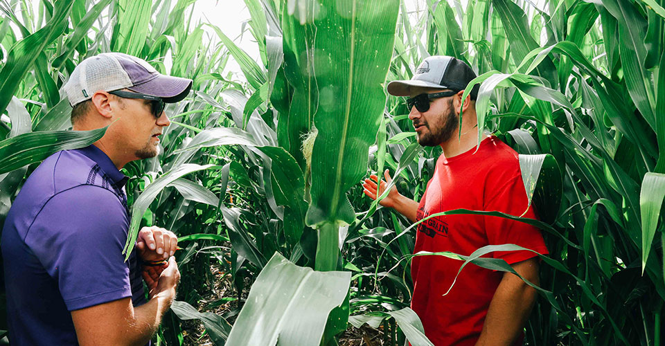 two men talking to eachother in field of tall corn