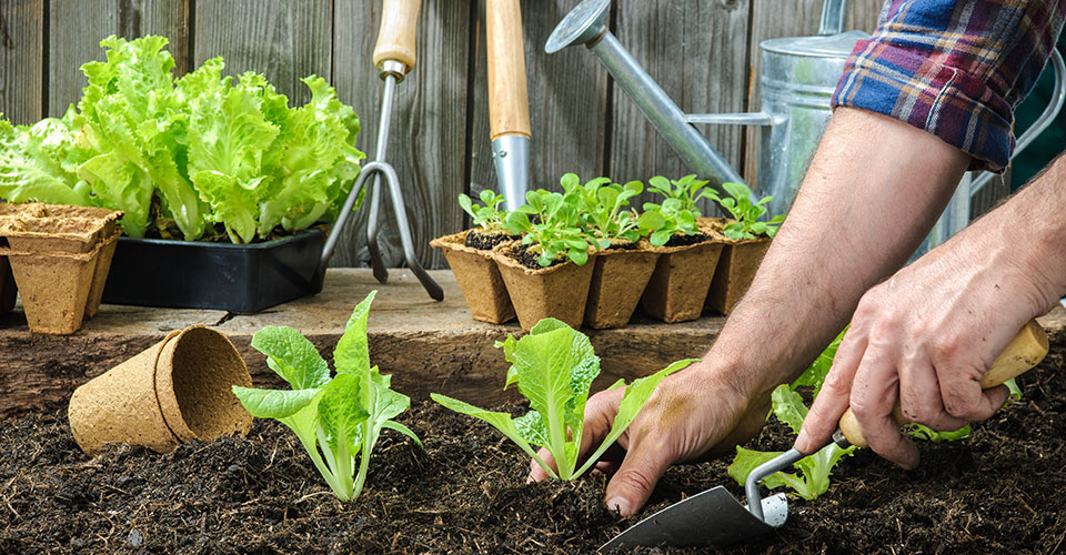 closeup of gardener using small shovel to push dirt around lettuce transplant closeup of gardener using small shovel to push dirt around lettuce transplant