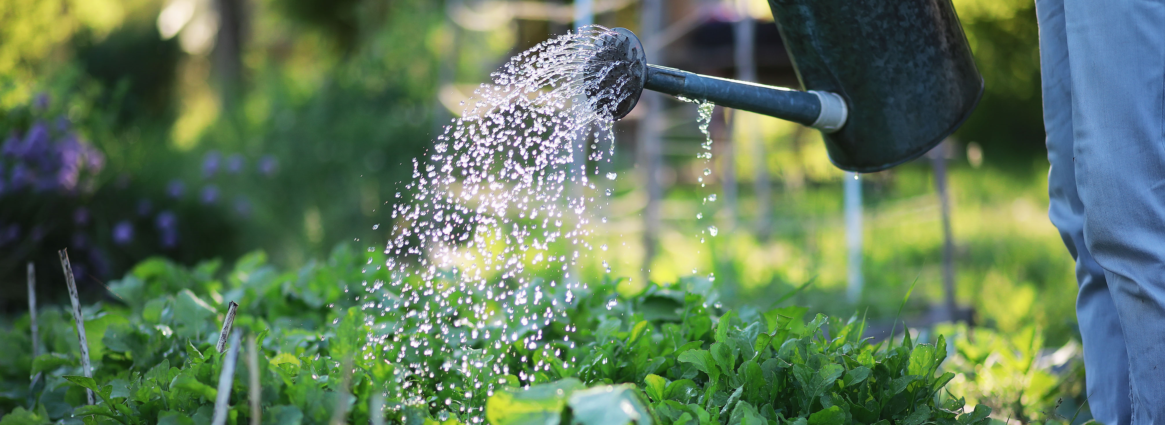 Garden Watering Metal watering can watering a green garden
