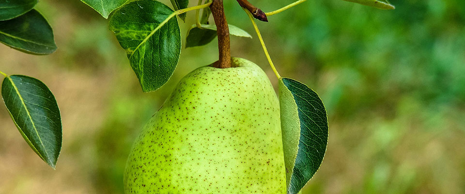 Closeup, single pear attached to brown twig on tree