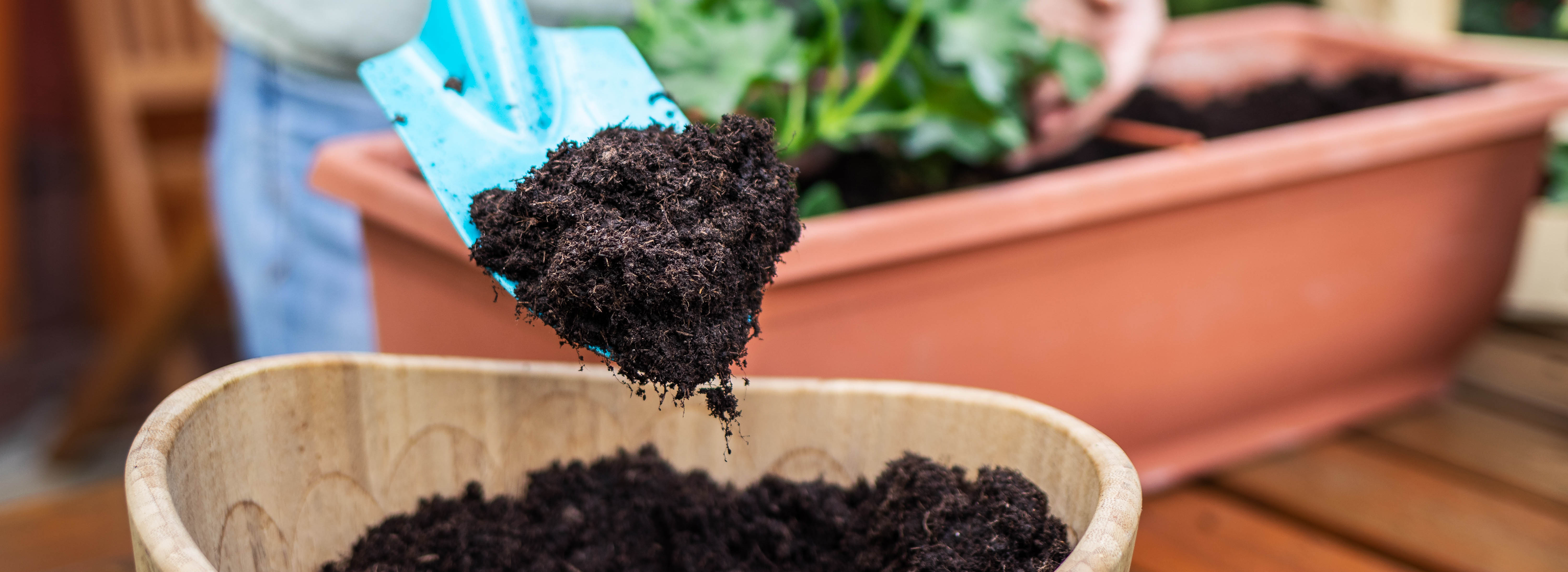 Closeup of man's hands using small shovel to put potting soil into ceramic pot Closeup of man's hands using small shovel to put potting soil into ceramic pot