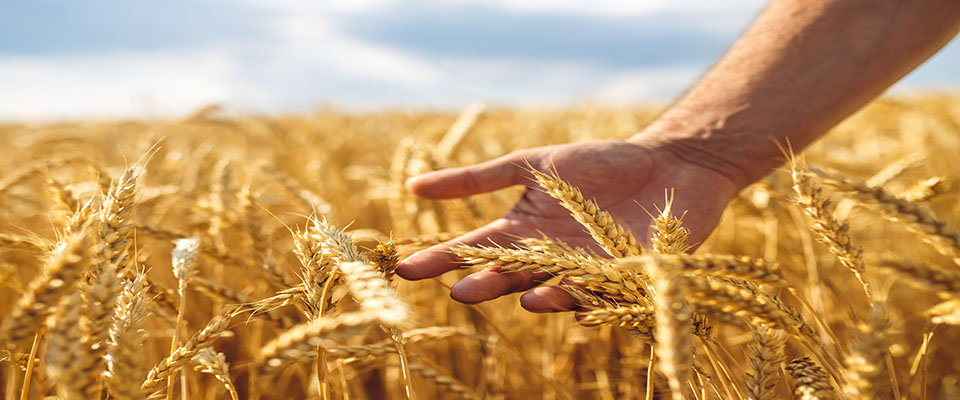 person holding wheat in wheat field