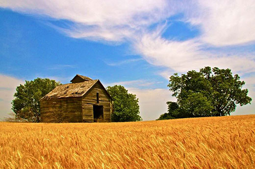 Rustic barn with golden wheat and blue sky Rustic barn with golden wheat and blue sky