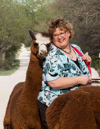 Woman sandwiched between two brown alpacas
