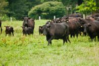 Angus Grazing Angus Grazing