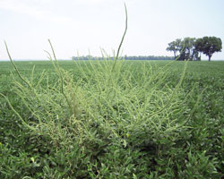 Palmer Amaranth
