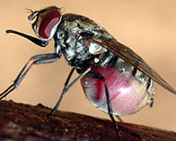 Stable Fly