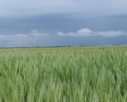 wheat