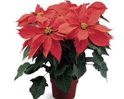 poinsettia