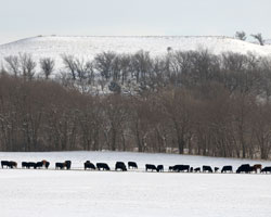 calving in winter