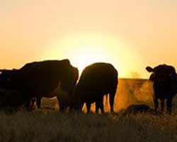 cattle in the evening