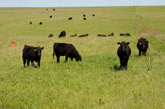 Cattle on Prairie