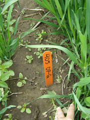 Cover Crops Weed Control