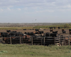 cattle feedlot