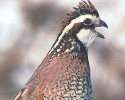 bobwhite quail