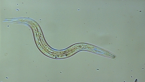 soybean cyst nematode