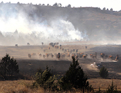 Cattle in wildfire