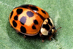 Asian Lady beetle 