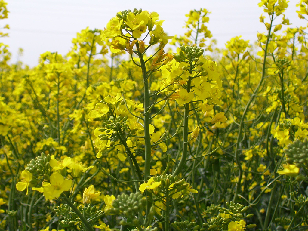 KansasRoadTemplate KansasRoadTemplate