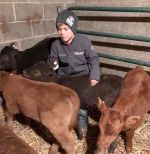 orphaned calves