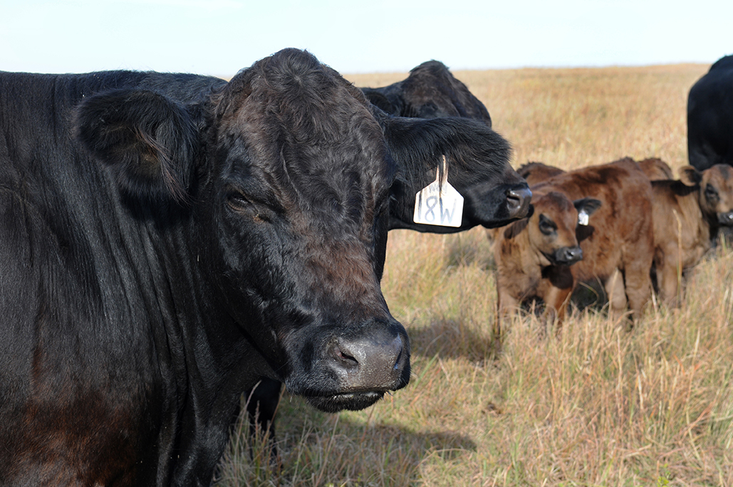 Cattle production - pastures Cattle production meetings set for December