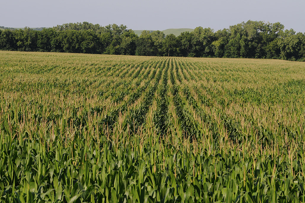 Corn management school Rows of corn