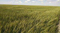 Tatanka Wheat