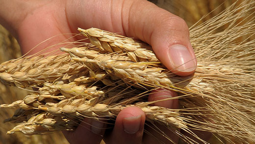 Wheat Grain