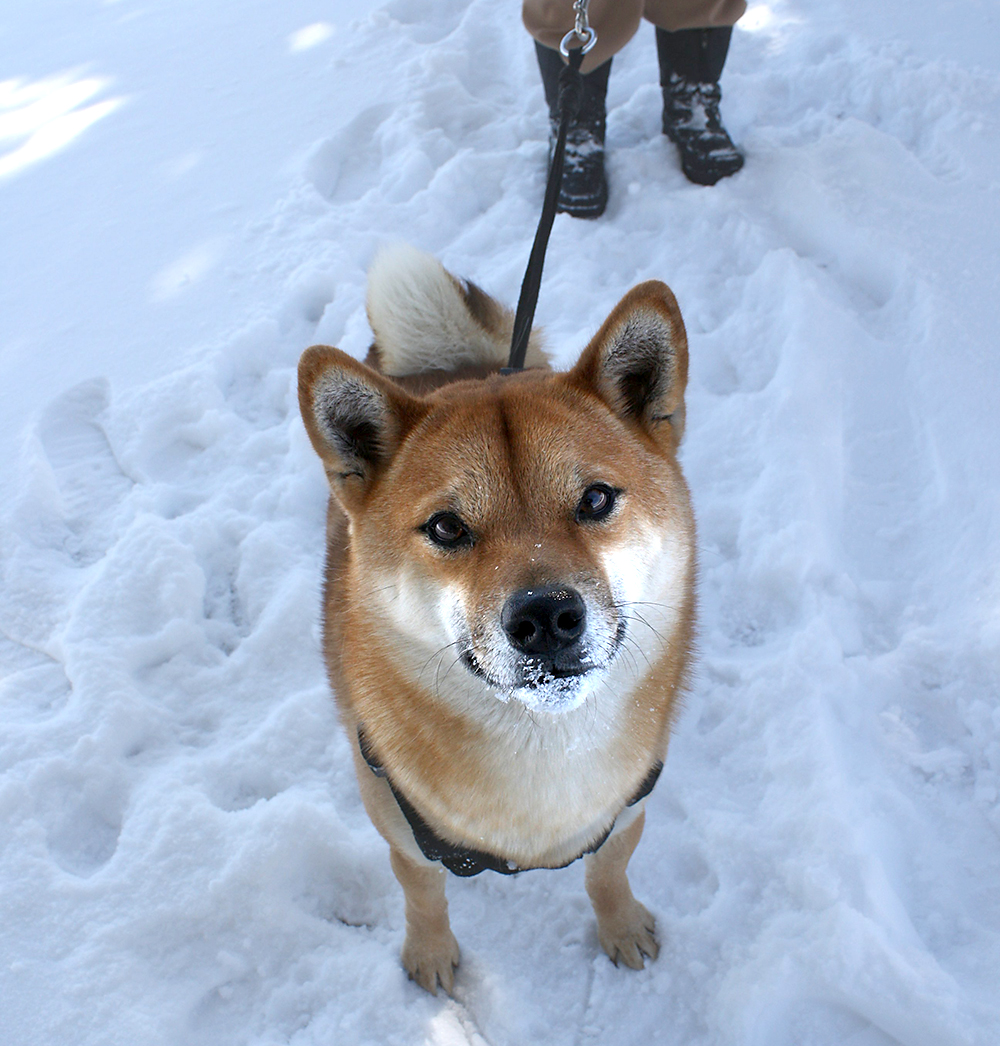 dog being walked in the snow