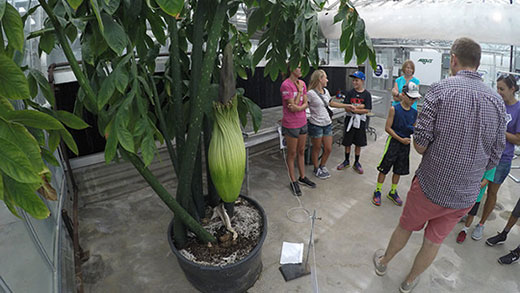 Corpse flower at Kansas State University Corpse flower at Kansas State University