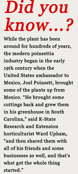 poinsettia fun fact poinsettia fun fact