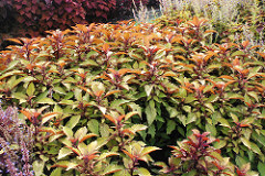 Prairie Star Coleus