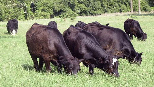 Black angus cattle grazing in pasture