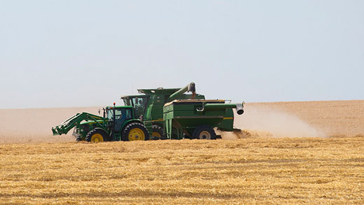 Combine cutting wheat in a farm field