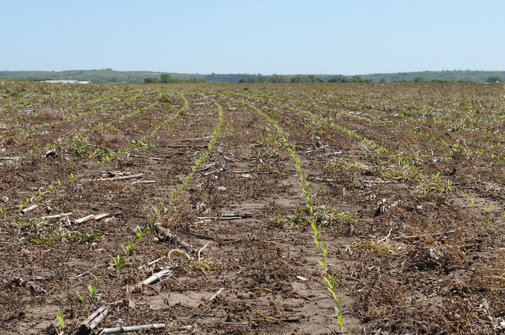  Kansas State University News and Communications Services