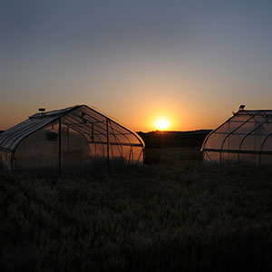 Two heat tents in wheat field at sunset