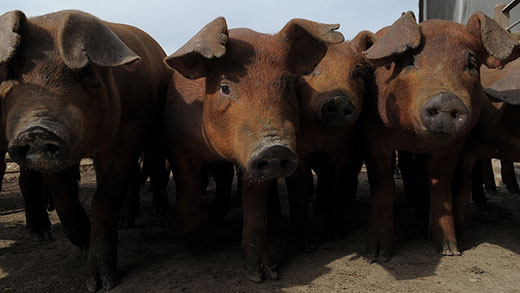 Happy Hogs at a kansas farm