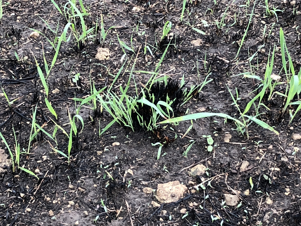 LowBurnApril1 LowBurnApril1