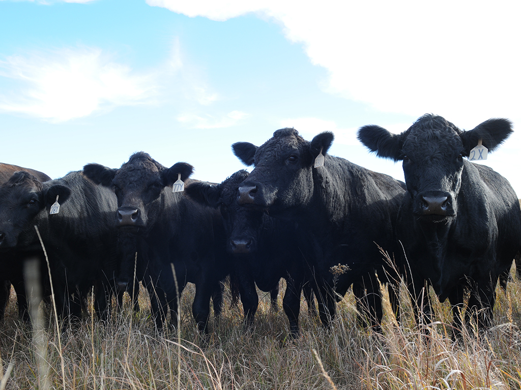 se-cattle-forage