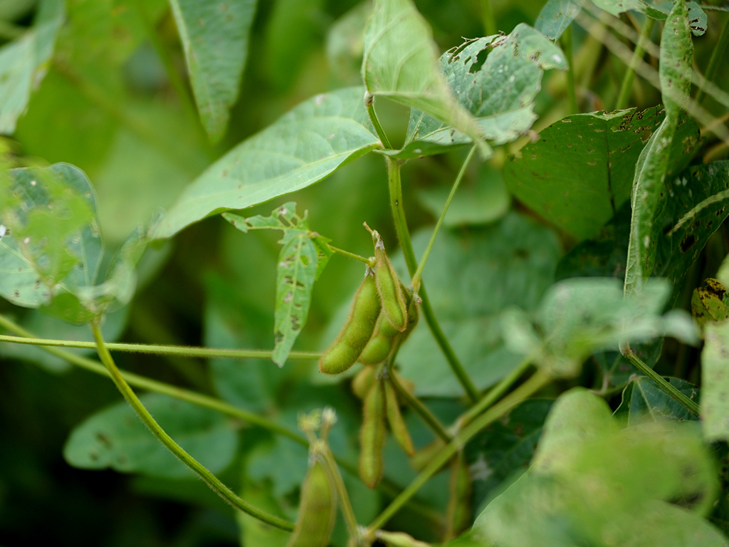 soybeans-tariff-china soybeans-tariff-china