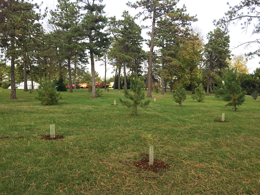 KFS arboretum ponderosa pines