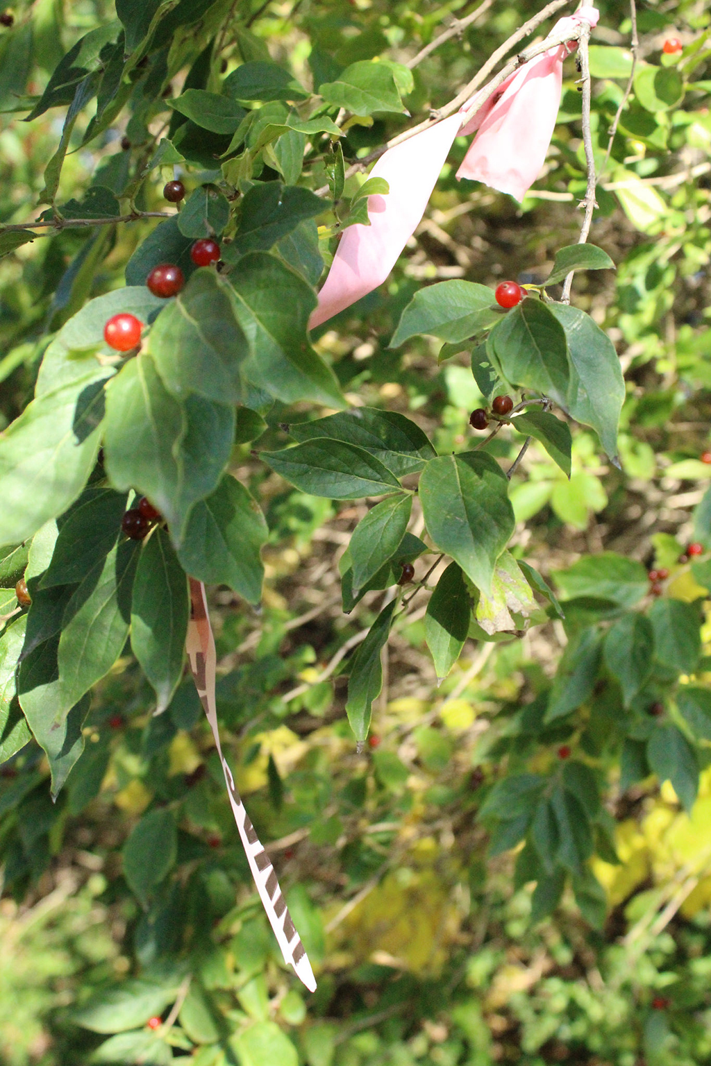 Invasive Asian Bush Honeysuckle Can Be Controlled In The Fall Kansas